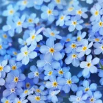myosotis-gratis-afbeelding-pixabay.webp